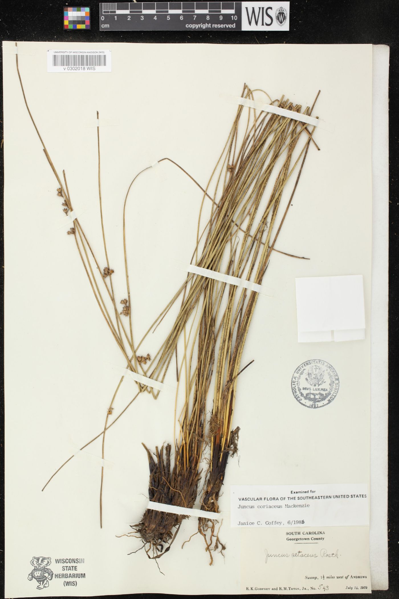 Juncus coriaceus image