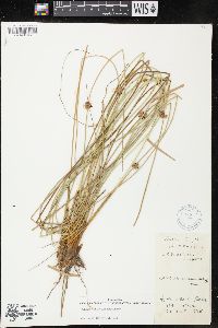 Juncus coriaceus image