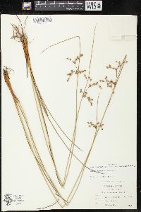 Juncus coriaceus image