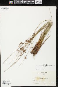 Juncus coriaceus image