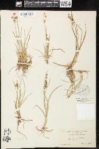 Juncus debilis image