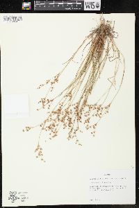 Juncus debilis image