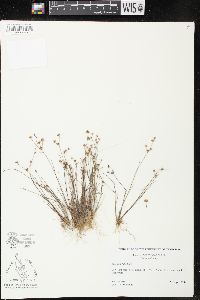 Juncus debilis image