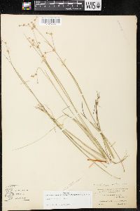 Juncus debilis image