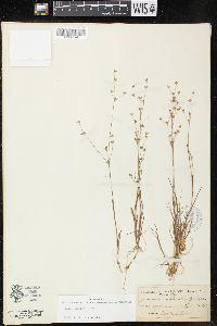 Juncus debilis image