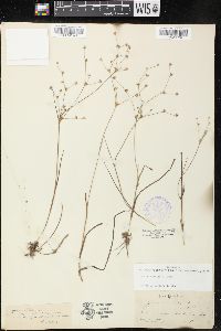 Juncus debilis image