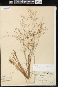 Juncus debilis image