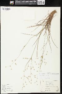 Juncus debilis image