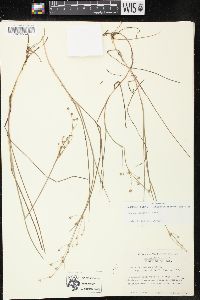 Juncus debilis image