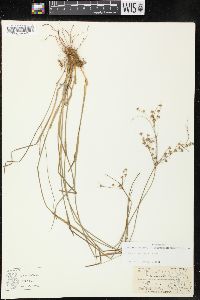 Juncus debilis image