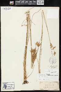 Juncus dichotomus image