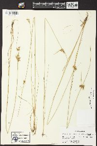 Juncus dichotomus image