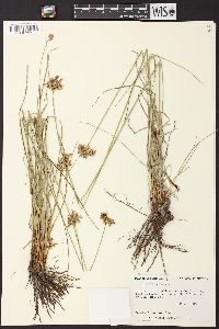 Juncus dichotomus image