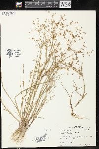 Juncus diffusissimus image