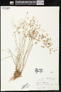 Juncus diffusissimus image