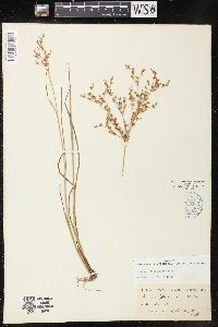 Juncus diffusissimus image