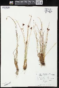 Juncus drummondii var. subtriflorus image