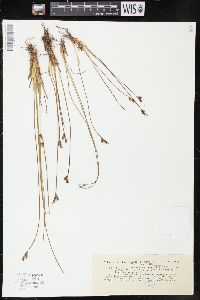 Juncus drummondii image