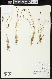 Juncus drummondii image