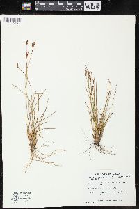 Juncus drummondii image