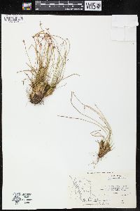 Juncus drummondii image