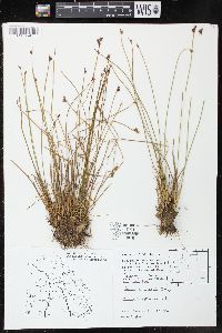 Juncus drummondii image