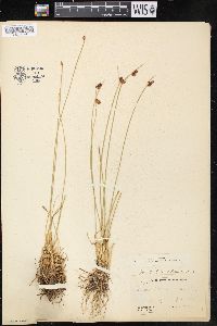 Juncus drummondii image