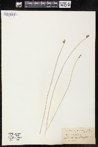 Juncus drummondii image