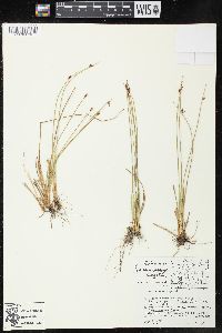 Juncus drummondii image