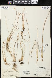 Juncus drummondii image