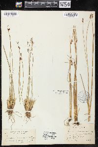 Juncus drummondii image