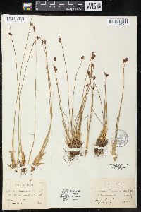 Juncus drummondii image