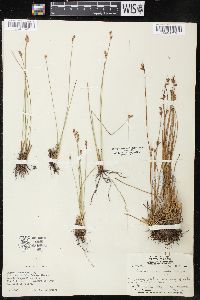 Juncus drummondii image