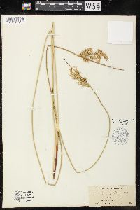 Juncus effusus var. pacificus image