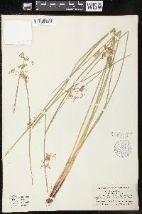 Juncus effusus var. decipiens image