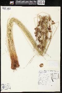 Juncus effusus var. gracilis image