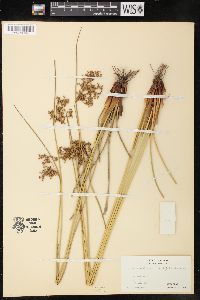 Juncus effusus var. decipiens image