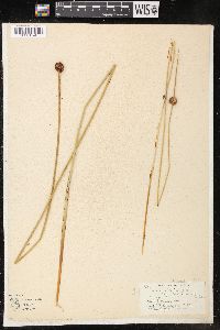 Juncus effusus var. conglomeratus image