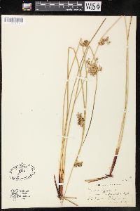 Juncus effusus var. conglomeratus image