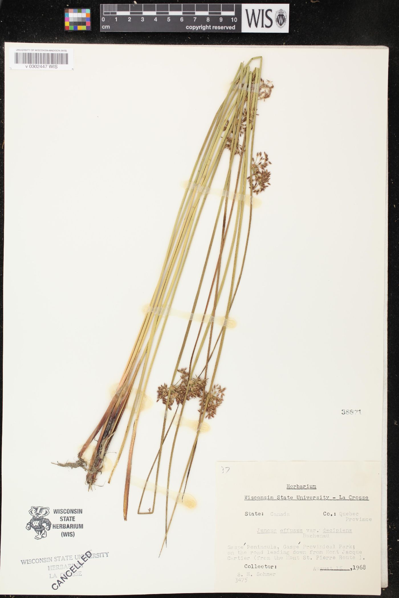 Juncus effusus var. decipiens image
