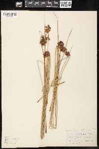 Juncus effusus var. exiguus image