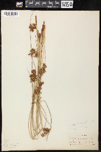 Juncus effusus var. exiguus image