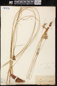 Juncus effusus var. exiguus image