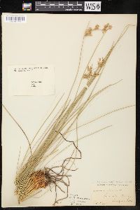 Juncus effusus var. exiguus image