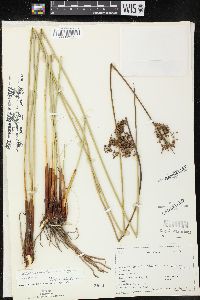 Juncus effusus var. pacificus image