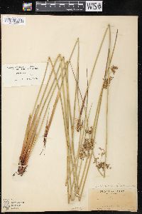 Juncus effusus var. solutus image