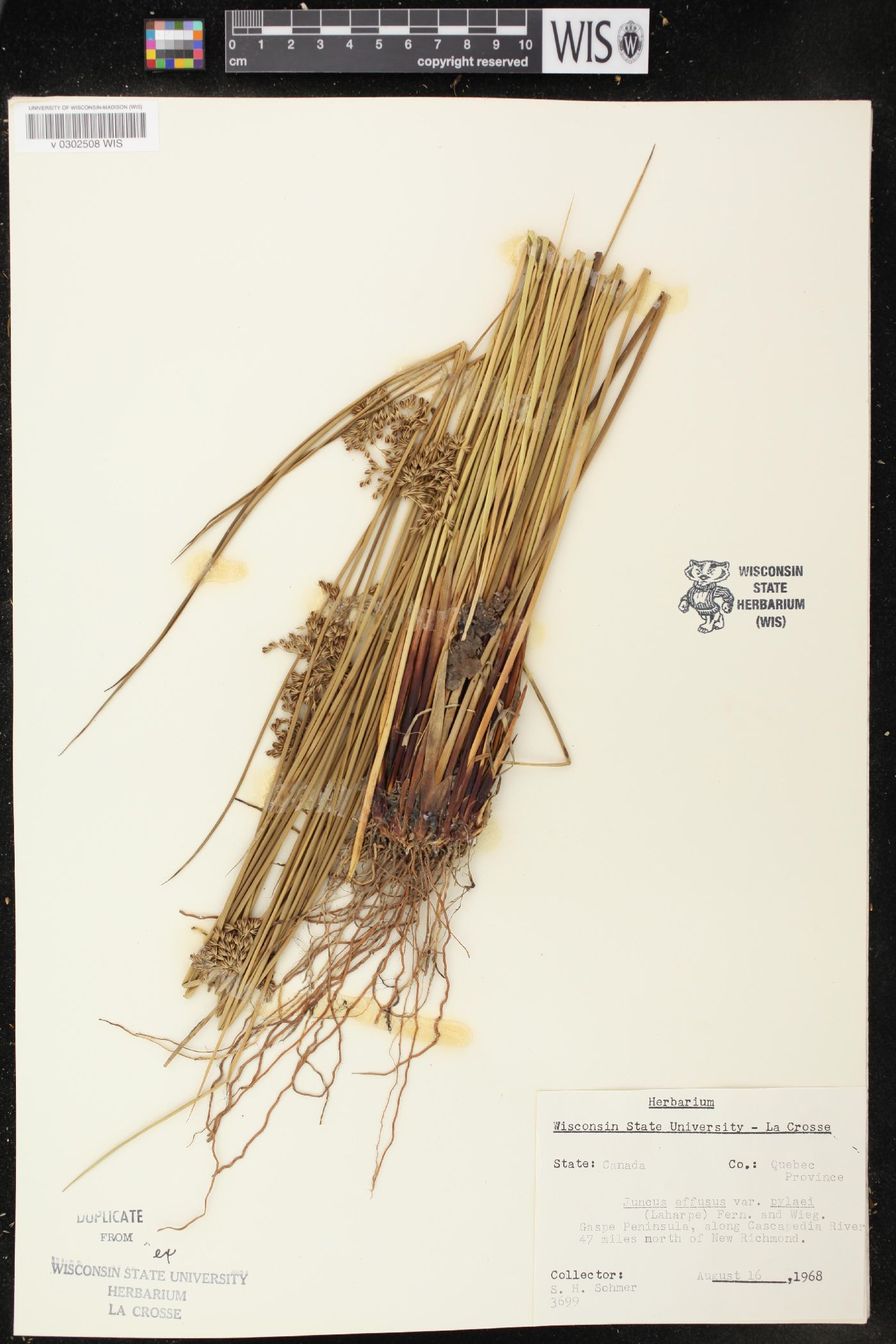 Juncus effusus var. pylaei image