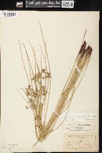 Juncus effusus var. pylaei image