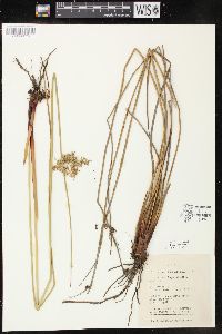 Juncus effusus var. solutus image