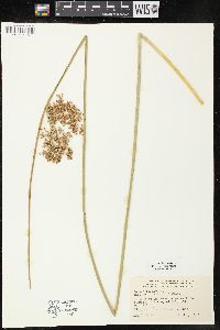 Juncus effusus var. solutus image